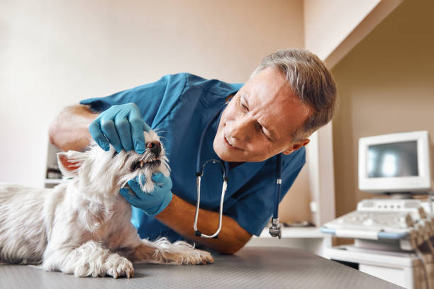 Best Emergency Dental Extractions in Edwards, CO